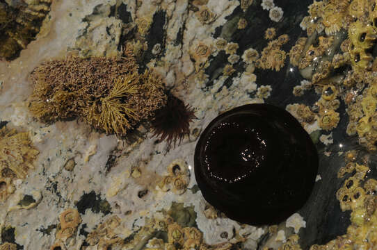 Image of Beadlet anemone