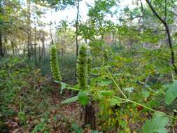 Image of Yellow Giant Hyssop