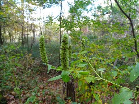 Image of Yellow Giant Hyssop