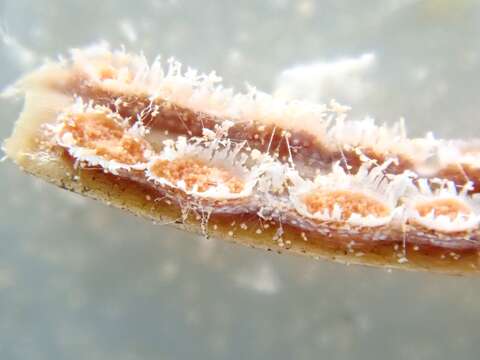 Image of Spruce-Labrador tea needle rust