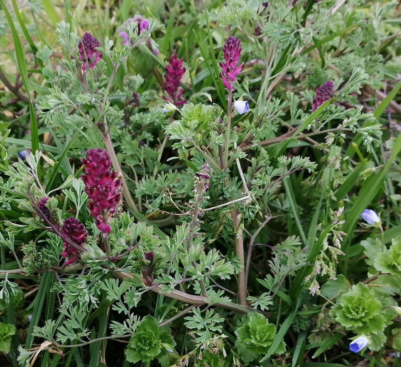 Image of drug fumitory