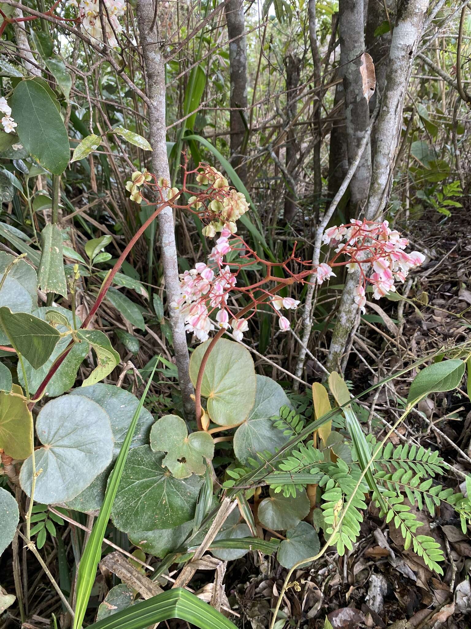 Image of Begonia grisea A. DC.