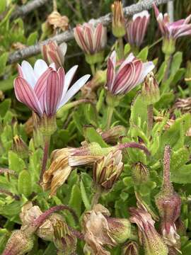 Image de Dimorphotheca walliana (Norl.) B. Nord.