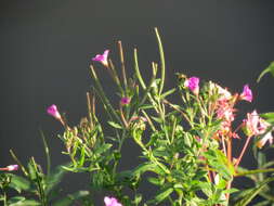 Слика од Epilobium hirsutum L.