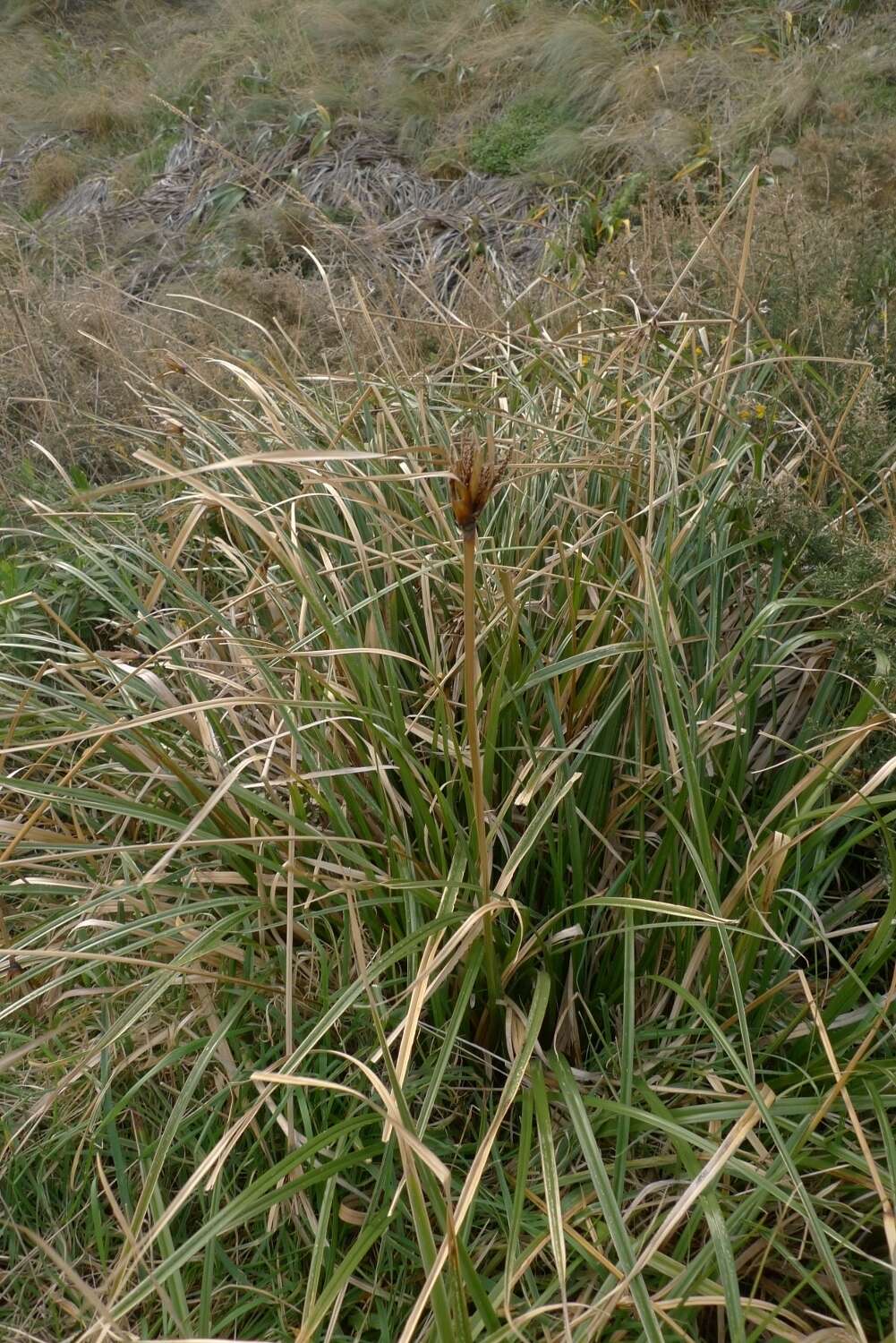 Image of Cyperus ustulatus A. Rich.