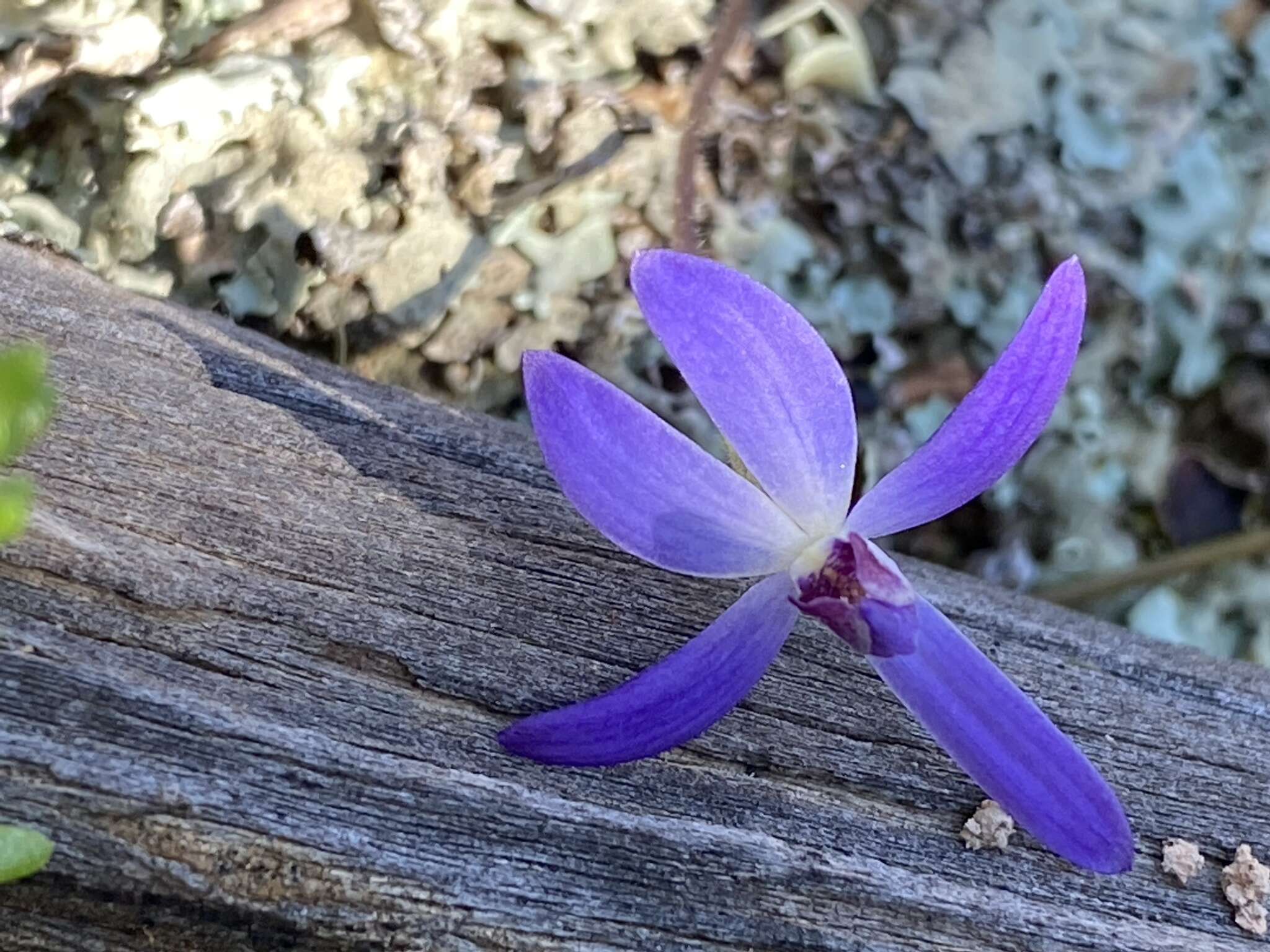 Image of Dainty blue china orchid