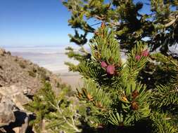 Image of Engelmann Spruce