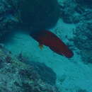 Image of Darkstriped dottyback