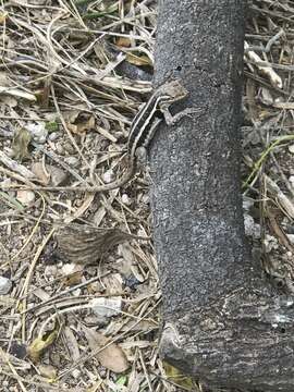 Image of Sceloporus variabilis marmoratus Hallowell 1852