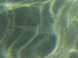 Image of Bluespot flathead