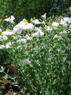 Image of Coulter's Matilija poppy