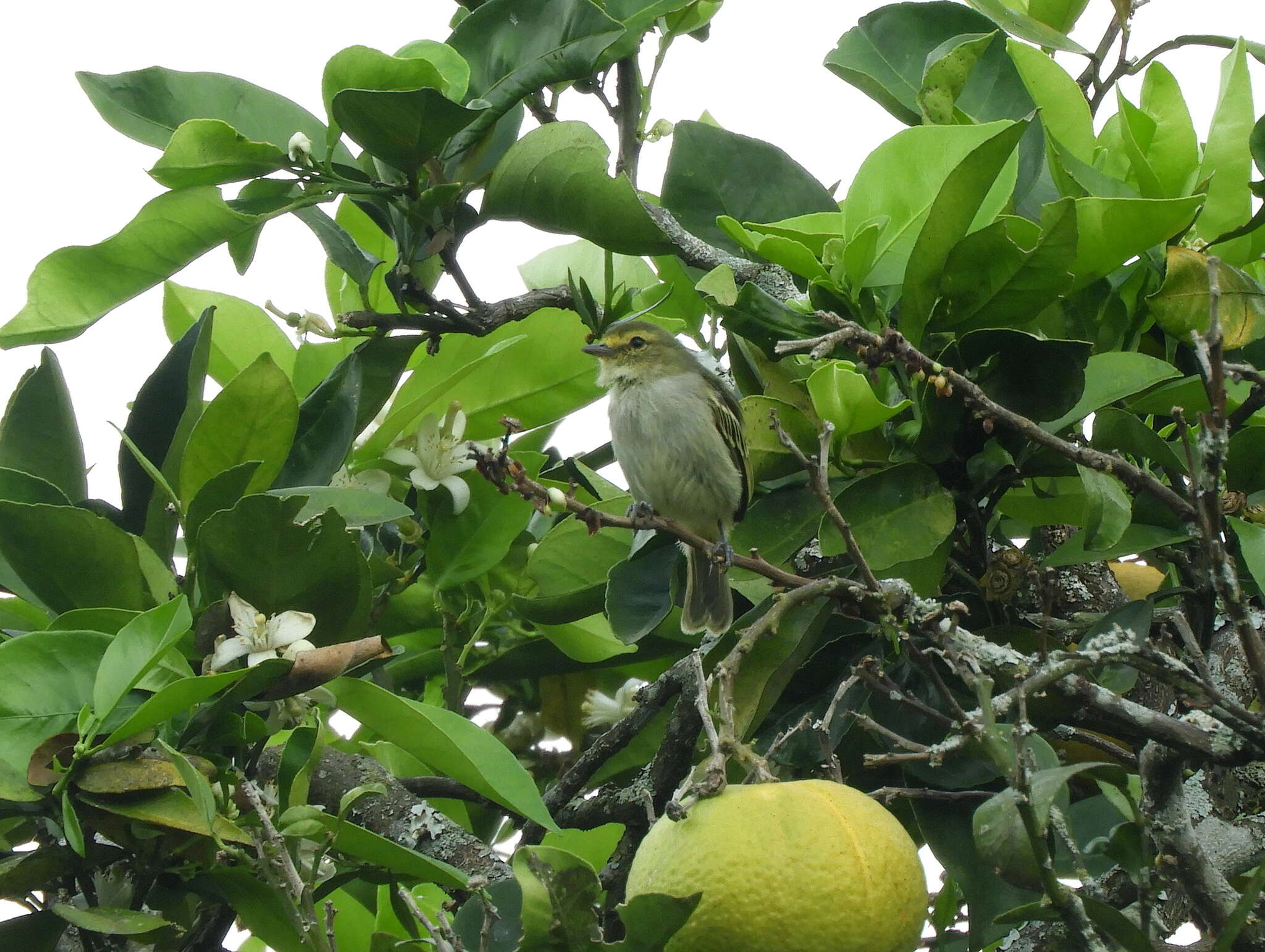 Image of Golden-faced Tyrannulet