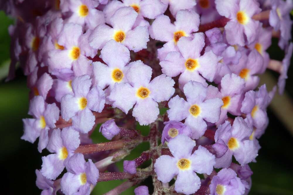 Image of butterfly-bush