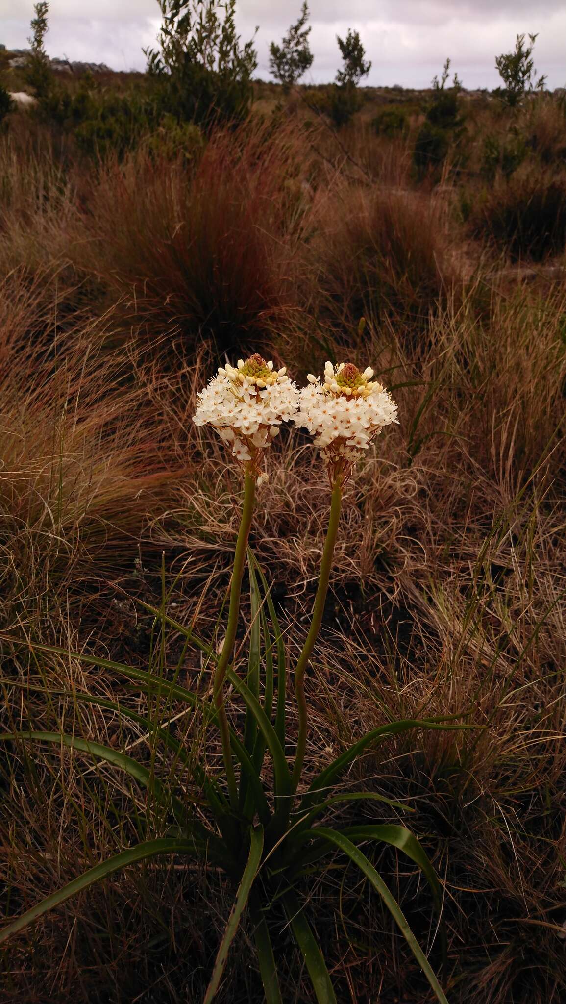 Image of Bulbinella nutans (Thunb.) T. Durand & Schinz