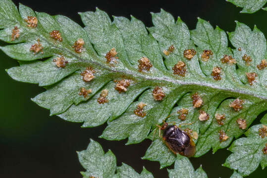 Image of Monalocoris americanus Wagner & Slater 1952