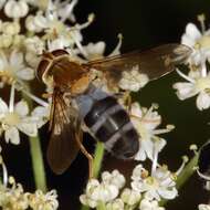 Leucozona glaucia (Linnaeus 1758) resmi