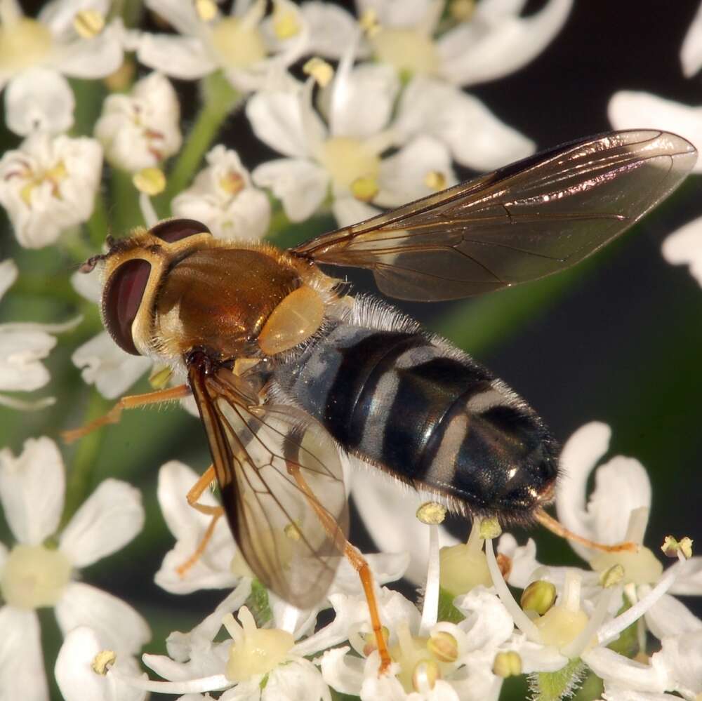 Leucozona glaucia (Linnaeus 1758) resmi