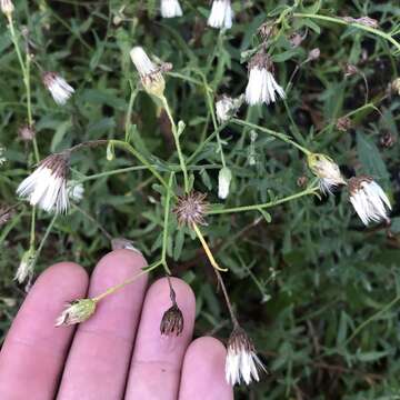 Image of Plummer's baccharis