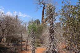 Image of Didierea madagascariensis Baill.