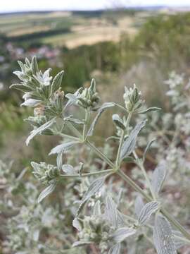 Marrubium peregrinum L.的圖片