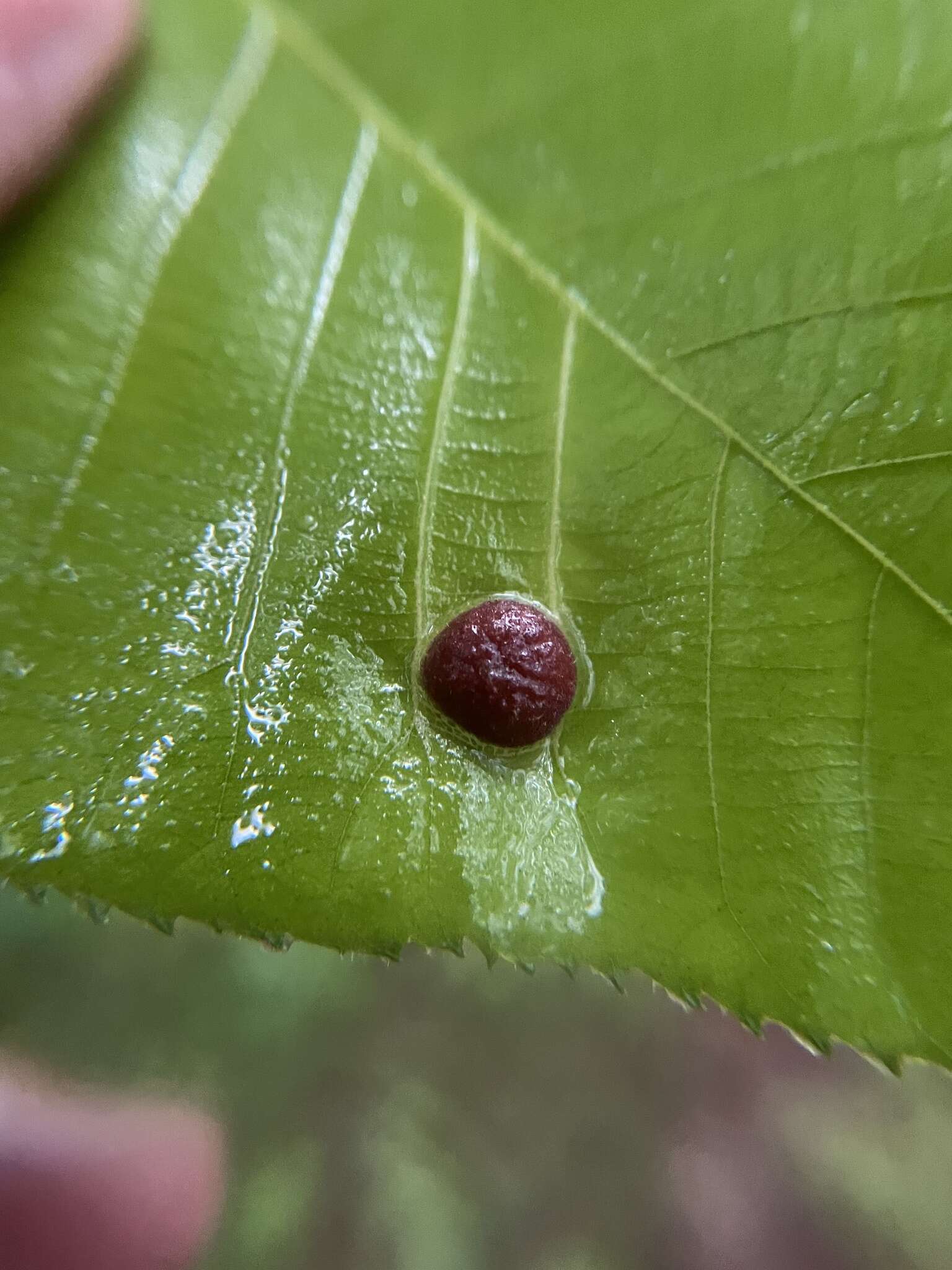 Image of Phylloxera conica (Shimer 1869)