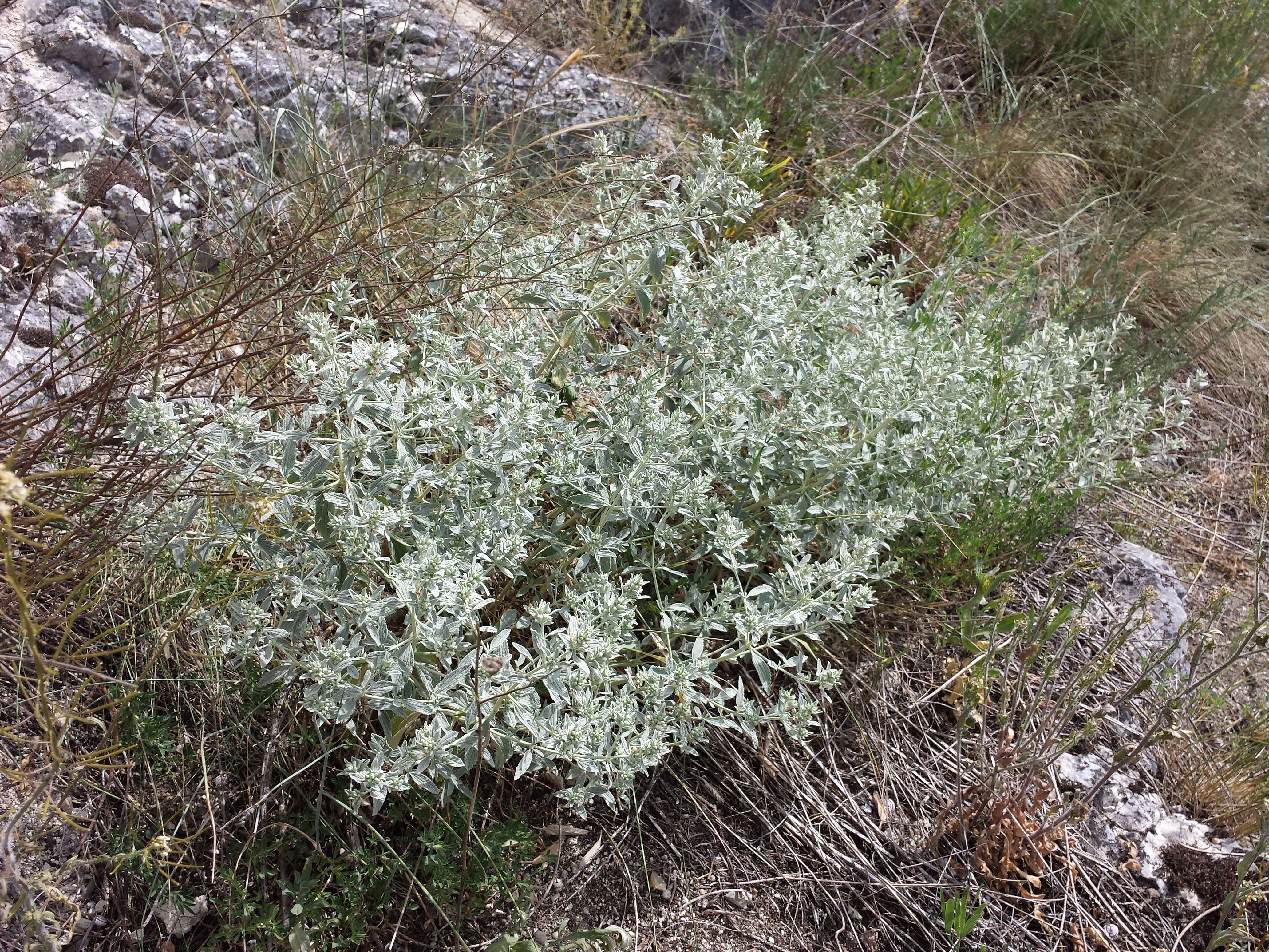 Marrubium peregrinum L.的圖片