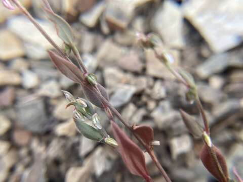 Image of Mrs. Austin's Knotweed