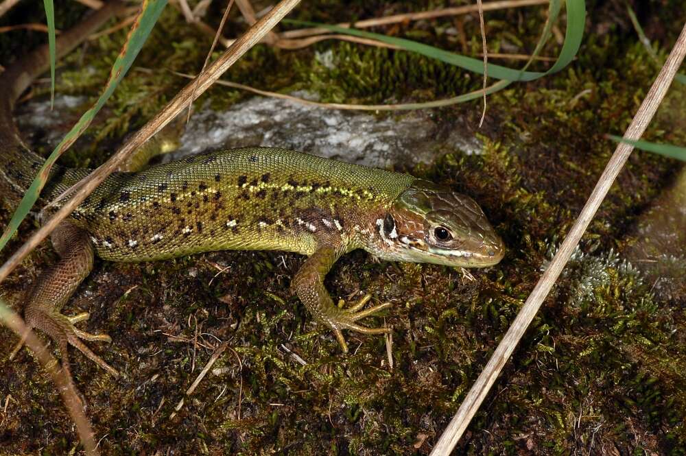 Image of Western Green Lizard