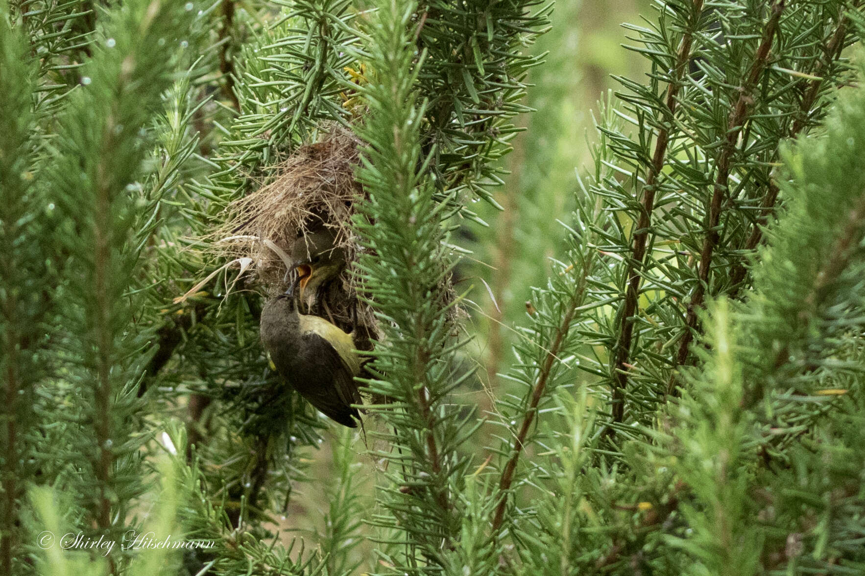 Cinnyris venustus falkensteini Fischer, GA & Reichenow 1884 resmi