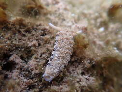 Image of Flat camouflaged slug