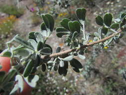 Imagem de Dalea bicolor var. canescens (M. Martens & Galeotti) Barneby