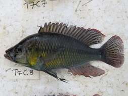 Image de Astatotilapia bloyeti (Sauvage 1883)