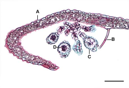 Image of beechfern