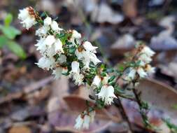 Image of Cryptandra arbutiflora Fenzl