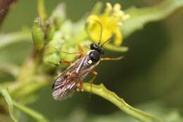 Image of Parasitoid wasp