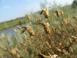 Plancia ëd Klasea erucifolia (L.) Greuter & Wagenitz