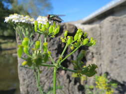 Image of wild parsnip