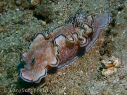 Image of Glossodoris hikuerensis (Pruvot-Fol 1954)