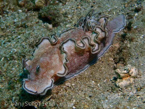 Image de Glossodoris hikuerensis (Pruvot-Fol 1954)