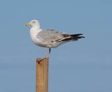 Image of American Herring Gull