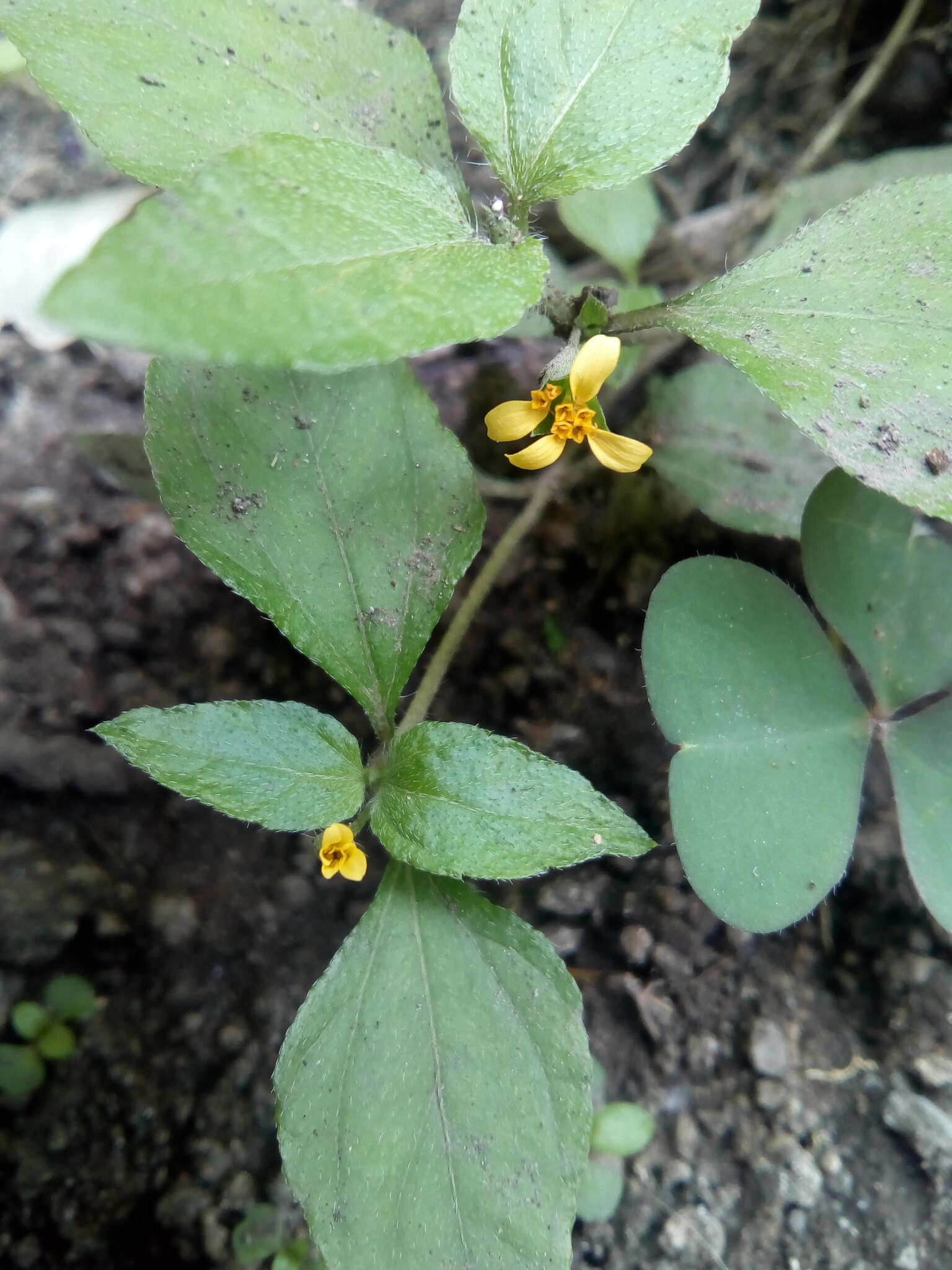 Calyptocarpus wendlandii Sch. Bip. resmi