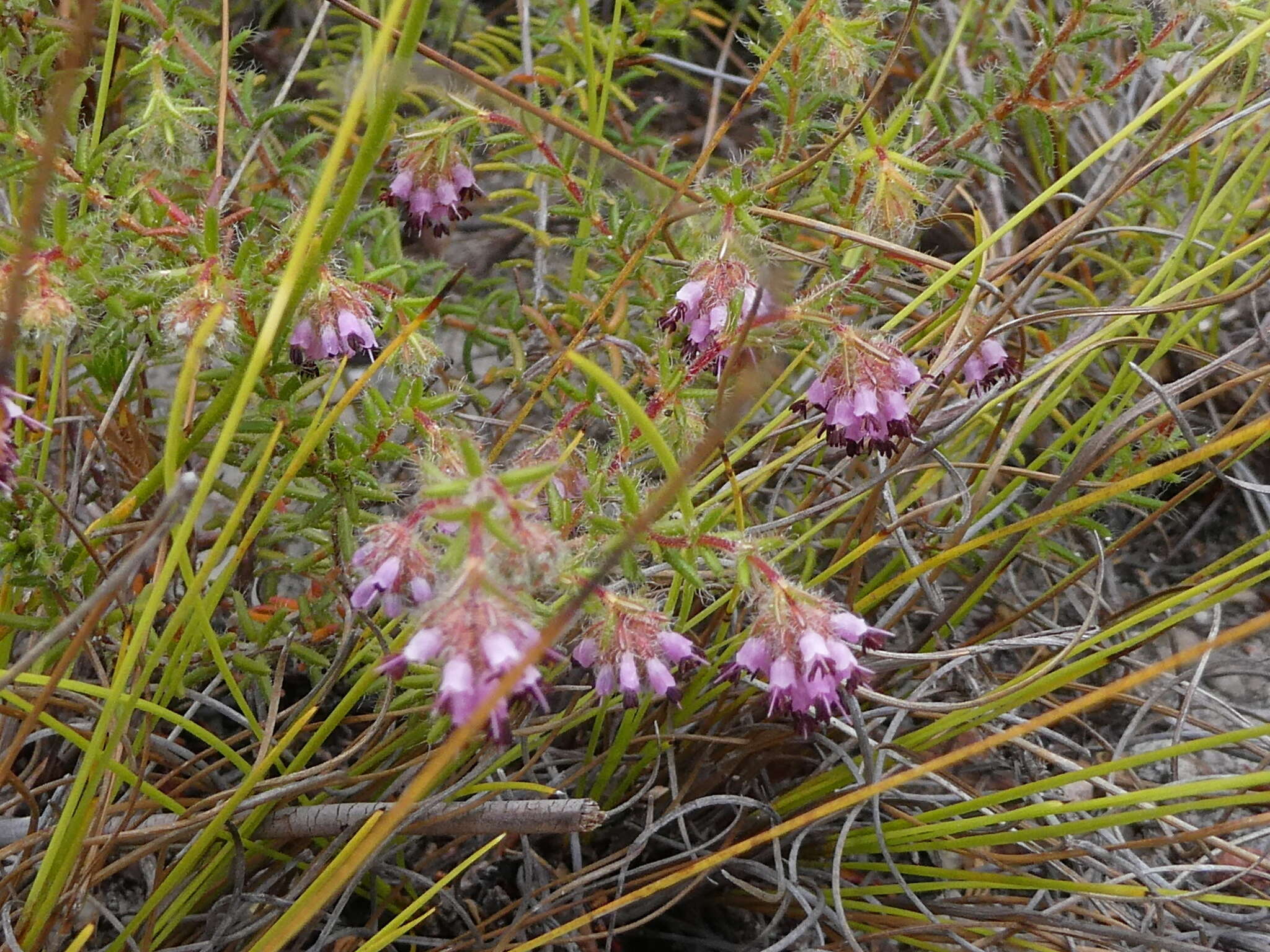 Image of Erica barbigeroides E. G. H. Oliver