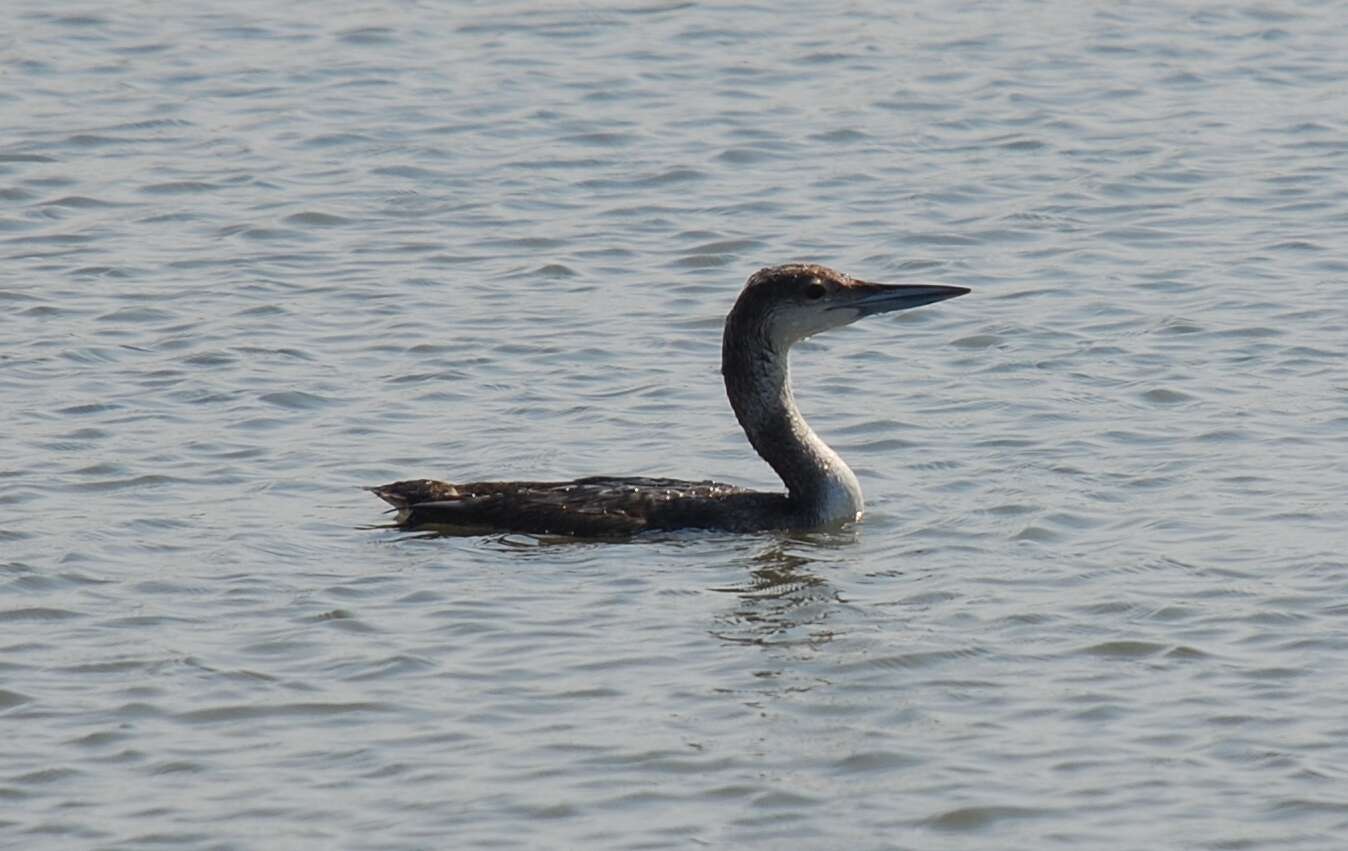 Image of loons