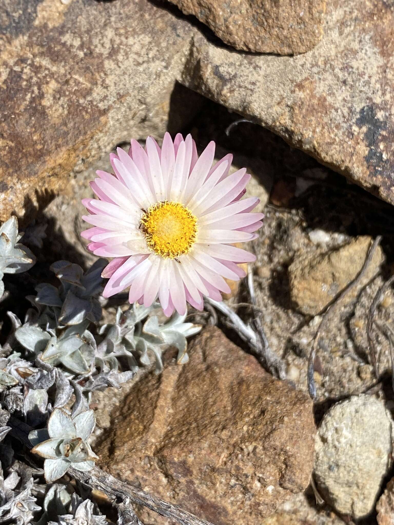 Image of Syncarpha canescens subsp. tricolor (DC.) B. Nord.