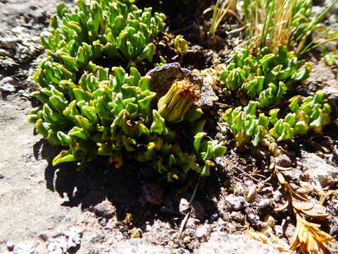 Imagem de Senecio beltranii