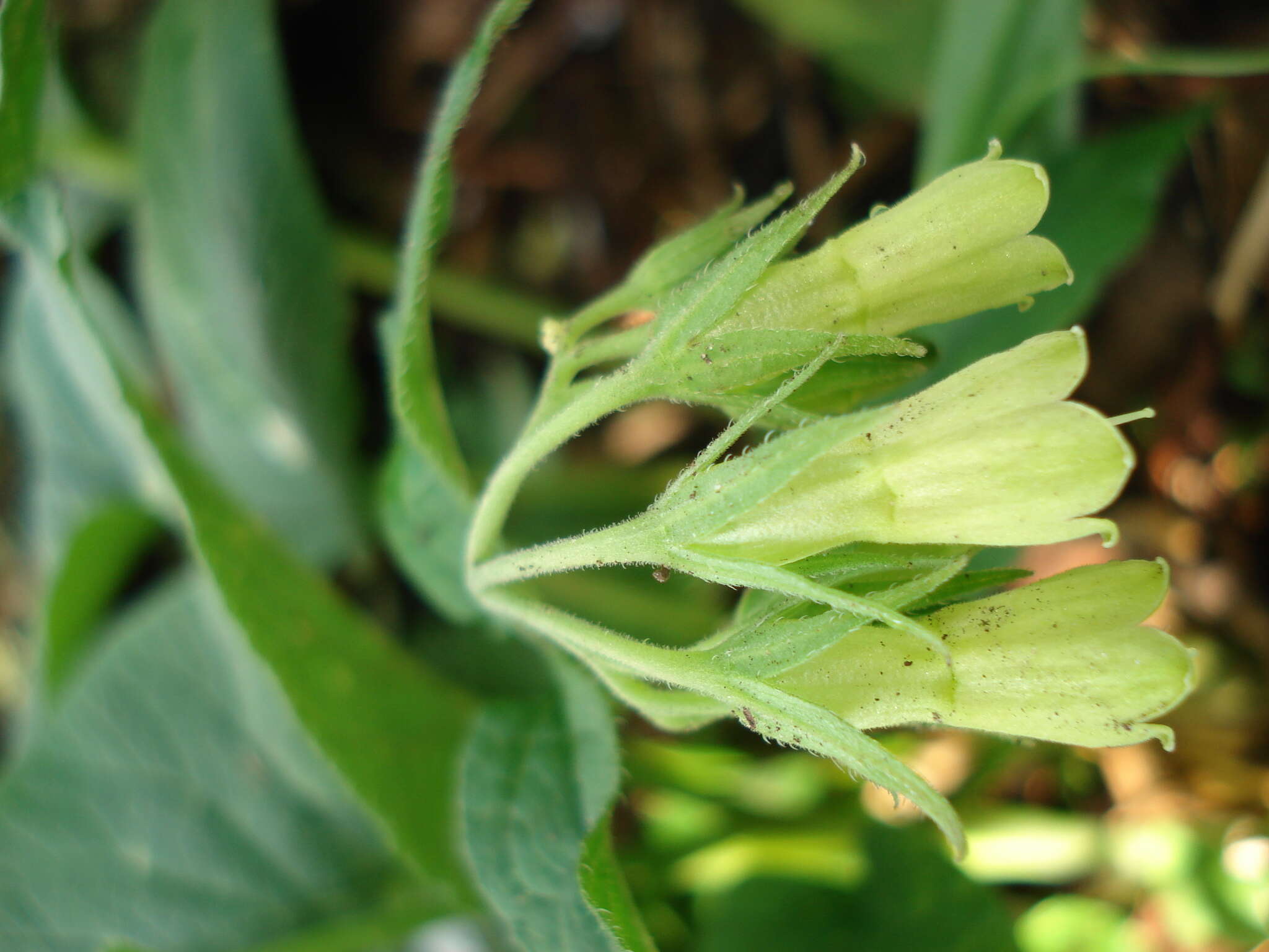 Image of Symphytum cordatum Waldst. & Kit.