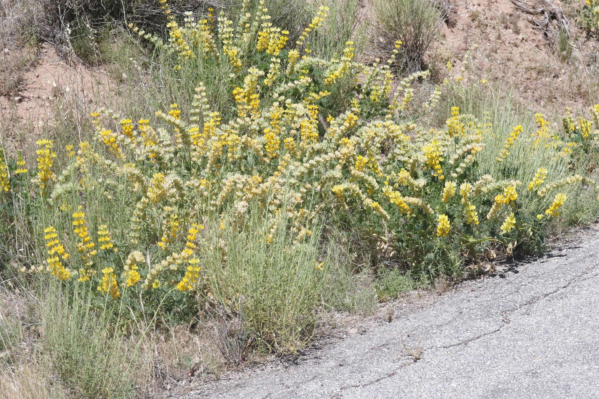 Слика од Lupinus luteolus Kellogg