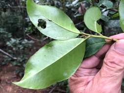 Image of Croton acronychioides F. Muell.