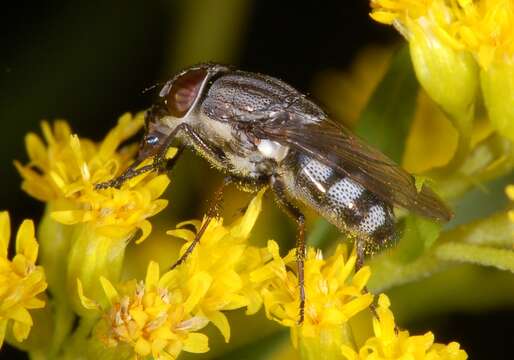 Image of Stomorhina lunata (Fabricius 1805)