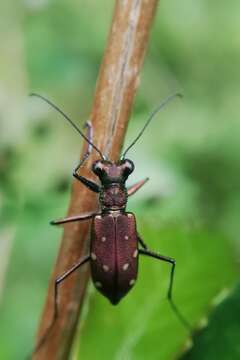 Sivun Cylindera (Ifasina) labioaenea (W. Horn 1892) kuva